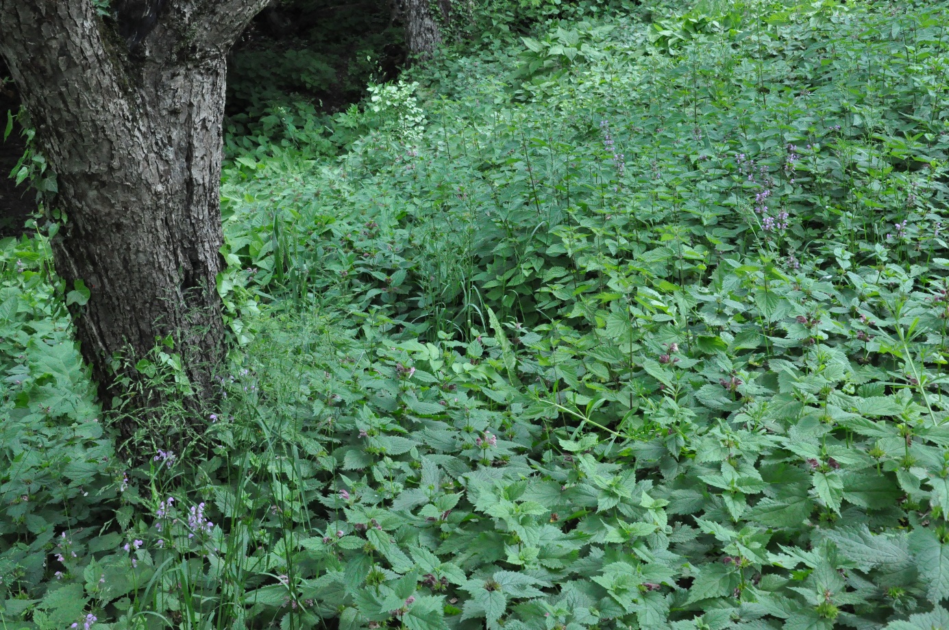 V senčnem delu gozdnega roba KG Andrejevi prevladujejo mrtve koprive, ki sodijo med najbolj priljubljene hranilne rastline za divje opraševalce – čmrlje. Foto: dr. Sonja Škornik