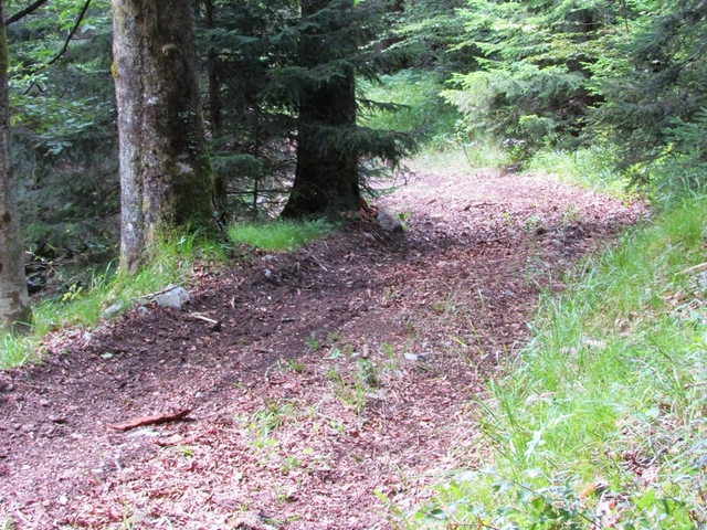 Razgrnitve osnutkov desetletnih gozdnogospodarskih načrtov enot