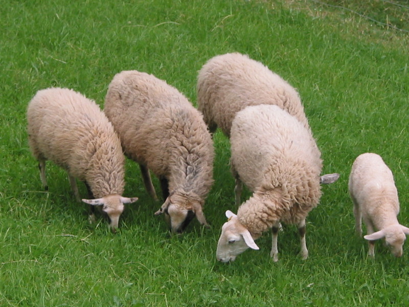 Prehrana mesnih ovc in vzreja jagnjet (rejski cilji)
