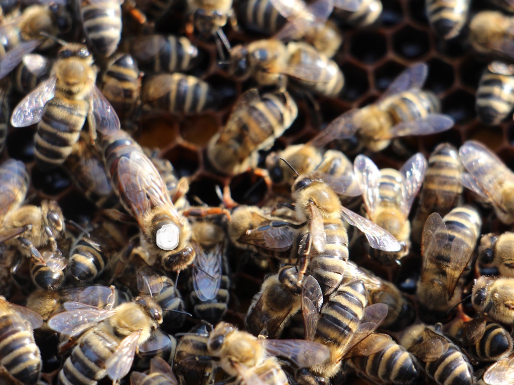 RAZPIS: 57.000 evrov nepovratnih sredstev za čebelarstvo