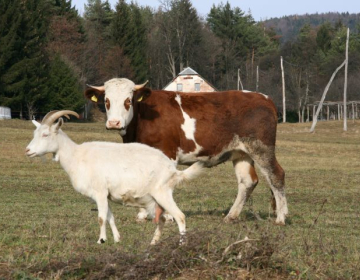 Izbruh slinavke in parkljevke na Madžarskem - ukrepi UVHVVR in spletno izobraževanje