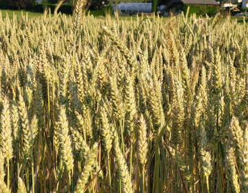 Kmetje in njihove zadruge že drugo leto zapored napovedujejo rdeče številke v pridelavi pšenice